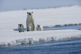 Knut and friends need you to stop hurting the environment!